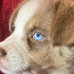 Rusty - Red merle Miniature Australian Shepherd puppy in Granbury, Texas from Jubilee Acres