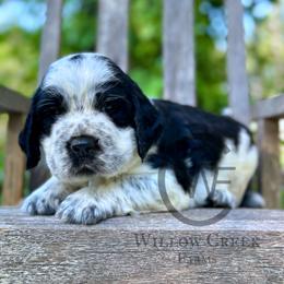 English Springer Spaniel Puppies from Willow Creek Farms