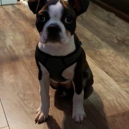 Boston Terrier Puppies from Lola’s House of Bostons & Rescue