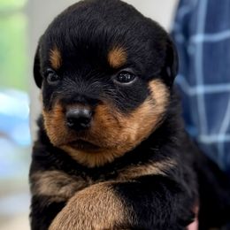 Baby boy 3 - Black and mahogany male Rottweiler puppy in Gloster, Mississippi from Mississippi Rottweilers