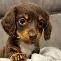 Dachshunds from Cantrell’s Dachshund Den