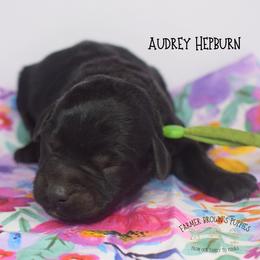 Audrey Hepburn - Black female Miniature Schnauzer puppy in Sedalia, Missouri from Farmer Brown's Puppies