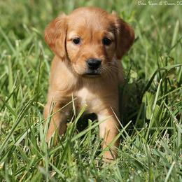 Mitzy Light Pink Girl - Dark golden female Golden Retriever puppy in Idaho Falls, Idaho from Once Upon A Dream Kennels
