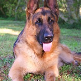 German Shepherds from Wellborn German Shepherds