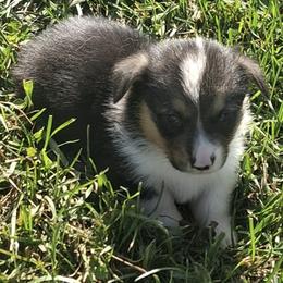 Snoopy - Black and tan male Pembroke Welsh Corgi puppy in Hillsville, Virginia from Bonderosa Kennels