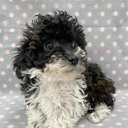 Black and white female toy - Parti female Poodle puppy in Niota, Tennessee from Furbaby Blessing AKC Toy Poodles