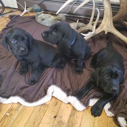Labrador Retriever Puppies from Darby Trim's Labrador Retrievers