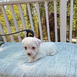 Conrad AKC - Parti male Yorkshire Terrier puppy in Nesbit, Mississippi from Bluff City Yorkies