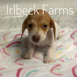 Amor - Piebald female Dachshund puppy in Spearman, Texas from Irlbeck Farm