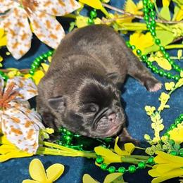 Platinum Boy - Black male Pug puppy in Tulsa, Oklahoma from Locust Creek Pugs