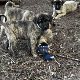 H.D Blue Boy - Brindle male Anatolian Shepherd Dog puppy in Frenchtown, Montana from Apex Anatolians