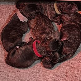 Cane Corso Puppies from High Society Cane Corso
