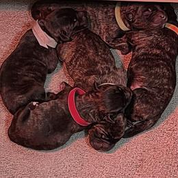 Cane Corso Puppies from High Society Cane Corso