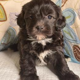 Boy3 06012026 - Black male Maltipoo puppy in Bakersfield, California from Silvia's Maltipoos
