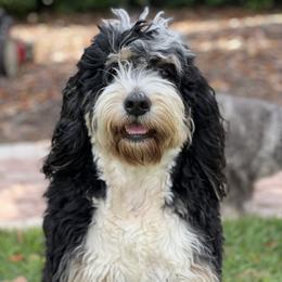 Loochee - Bernedoodle