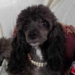 Brie - Poodle
