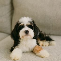 Bridget - Bernedoodle