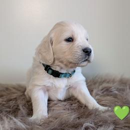 Boy 5 - male Golden Retriever puppy in Rotterdam, New York from Sweetwater Goldens
