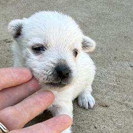 Elsa - White female West Highland White Terrier puppy in Bowling Green, Kentucky from Tiffany's Papillons