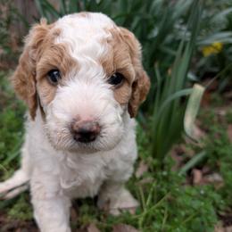 Pink - Parti female Goldendoodle puppy in Midland, North Carolina from Alger Farm, LLC