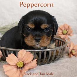 Peppercorn - Black and tan male Cavalier King Charles Spaniel puppy in Chino Valley, Arizona from Copper Cliff Cavaliers