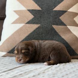 Bunny - Red tri male Miniature Australian Shepherd puppy in Cody, Wyoming from Quartz Creek Aussies