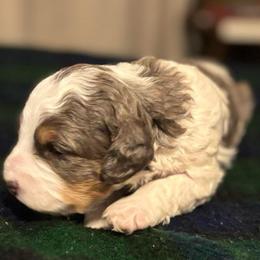 Crumpet - Merle male Bernedoodle puppy in Los Angeles, California from Bernied00dle Love