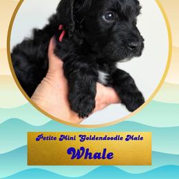 Whale - Black male Goldendoodle puppy in Redmond, Oregon from Bourbon and Lace Doodles