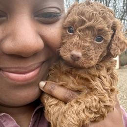 Rusty - Red  male Poodle puppy in Utica, Ohio from Poodle Me Crazy