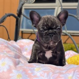 Bunny - Brindle French Bulldog puppy in Shields, Michigan from Mid-Michigan Frenchies