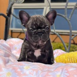 Bunny - Brindle French Bulldog puppy in Shields, Michigan from Mid-Michigan Frenchies