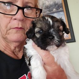 New pics Boy green collar Rosey - Tricolor male Shih Tzu puppy in Missouri from Farm Animal Mommy Shih tzu's