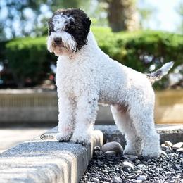 Edo - Lagotto Romagnolo