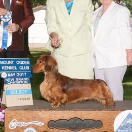 Rocket  - Dachshund