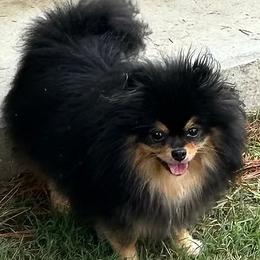 Tessa - Pomeranian