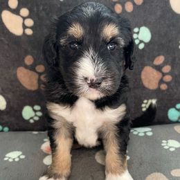 Green - Black and white male Sheepadoodle puppy in Archer, Florida from Gainesville Sheepadoodles