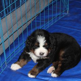 Bernese Mountain Dog Puppies from Baby Bear Bernese Kennel