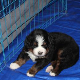 Bernese Mountain Dog Puppies from Baby Bear Bernese Kennel