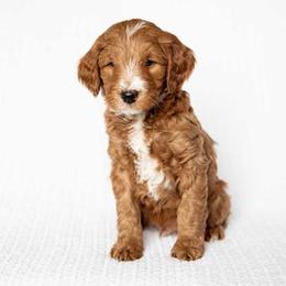 Waffles - Red  male Goldendoodle puppy in Meridian, Idaho from Country Club Doodles