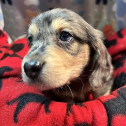 Blue boy - Black and cream male Dachshund puppy in Hebron, Indiana from MCS Dachshunds