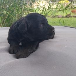 Batman (black) - Black male Schnoodle puppy in Milton Freewater, Oregon from Rose Brook Family Farms