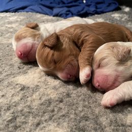 Bernedoodle and Goldendoodle Puppies from Colorado Springs Doodles