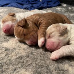 Bernedoodle and Goldendoodle Puppies from Colorado Springs Doodles
