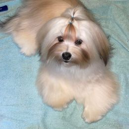 Bourbon - Havanese