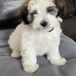 Maltipoo Puppies from A Batch of Cookie’s