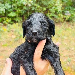Apple - Black female Goldendoodle puppy in Cedartown, Georgia from Loyal Doodles