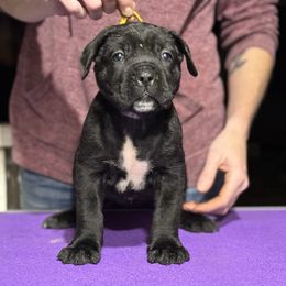 Yellow F - Black female Cane Corso puppy in Paris, Texas from Knucklehead Cane Corso