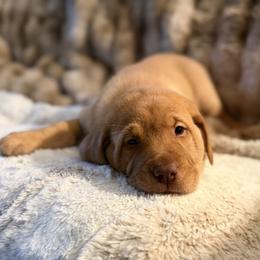 Labrador Retriever Puppies from Knotty Creek Labradors