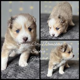 Sophia - Merle female Pomsky puppy in Rossville, Georgia from Scenic City Pomskies