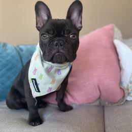 French Bulldog Puppies from Poppy’s Frenchies